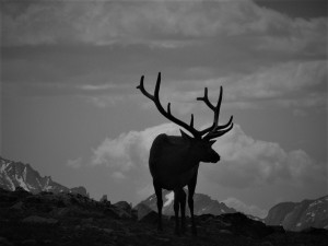 Elk in Silhouette